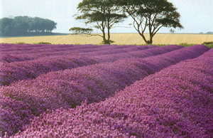 contact_lavender_field